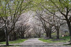 Pen Ambler Park